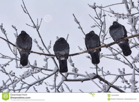 Wintering your Birds